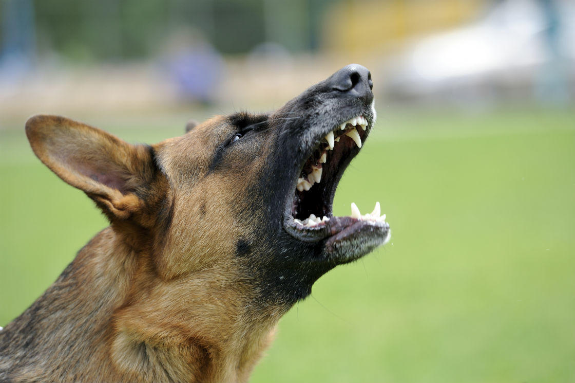 st-louis-dog-bite-lawyer