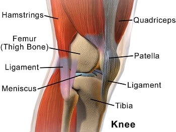 Anatomy of the knee.