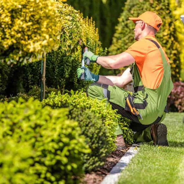 gardener trimming