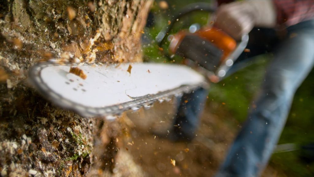 chainsaw going into a tree