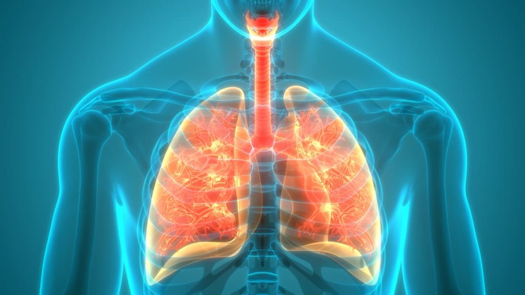 Human Respiratory System Lungs Anatomy