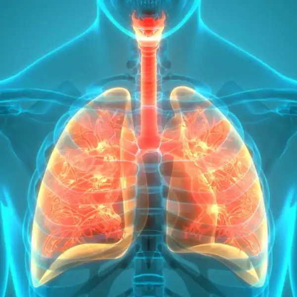 Human Respiratory System Lungs Anatomy