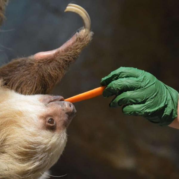 zoo worker injured at work